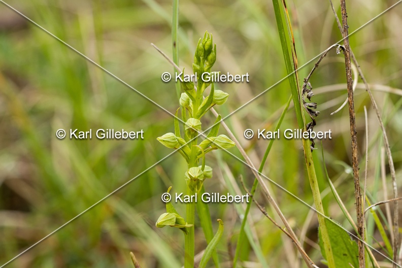 Karl-Gillebert-orchis-grenouille-dactylorhiza-viridis-3602.jpg