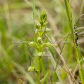 Karl-Gillebert-orchis-grenouille-dactylorhiza-viridis-3602