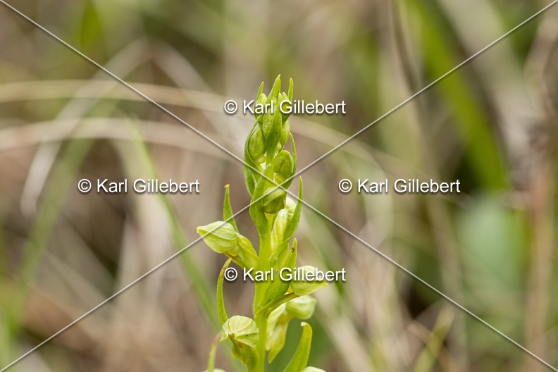 Karl-Gillebert-orchis-grenouille-dactylorhiza-viridis-3687.jpg