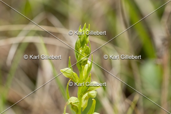Karl-Gillebert-orchis-grenouille-dactylorhiza-viridis-3687