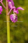 Karl-Gillebert-orchis-male-orchis-mascula-0025