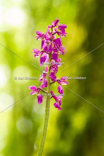 Karl-Gillebert-orchis-male-orchis-mascula-0058
