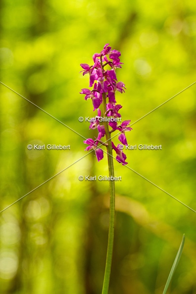 Karl-Gillebert-orchis-male-orchis-mascula-0060.jpg