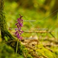 Karl-Gillebert-orchis-male-orchis-mascula-0078