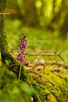 Karl-Gillebert-orchis-male-orchis-mascula-0078