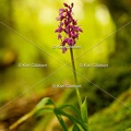 Karl-Gillebert-orchis-male-orchis-mascula-0081