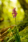 Karl-Gillebert-orchis-male-orchis-mascula-0081