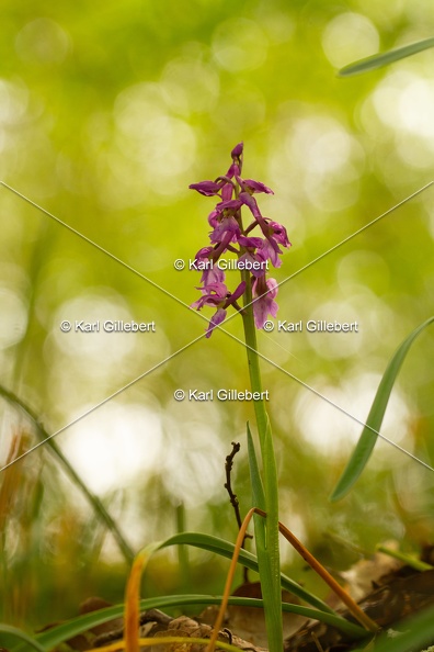 Karl-Gillebert-orchis-male-orchis-mascula-0089.jpg