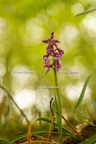 Karl-Gillebert-orchis-male-orchis-mascula-0089