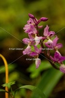 Karl-Gillebert-orchis-male-orchis-mascula-0094
