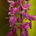 Karl-Gillebert-orchis-male-orchis-mascula-0103
