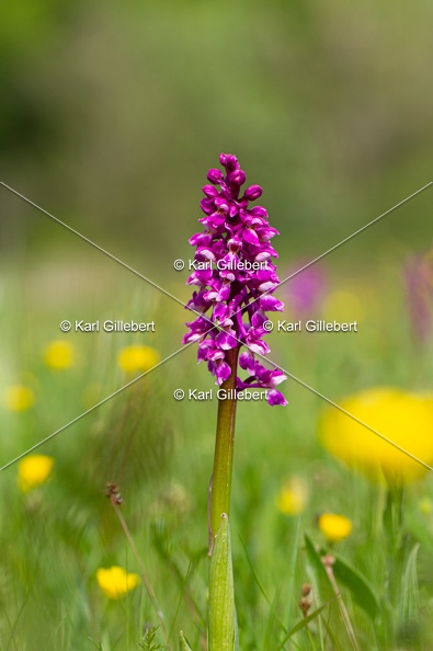 Karl-Gillebert-orchis-male-orchis-mascula-0121