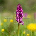 Karl-Gillebert-orchis-male-orchis-mascula-0121.jpg