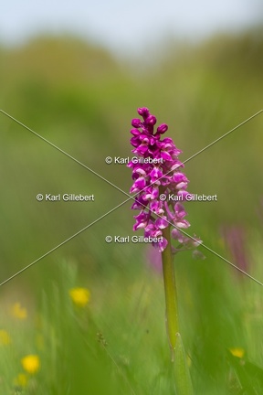 Karl-Gillebert-orchis-male-orchis-mascula-0124