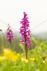Karl-Gillebert-orchis-male-orchis-mascula-0126