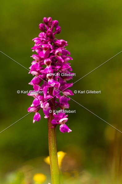 Karl-Gillebert-orchis-male-orchis-mascula-0131