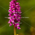 Karl-Gillebert-orchis-male-orchis-mascula-0131