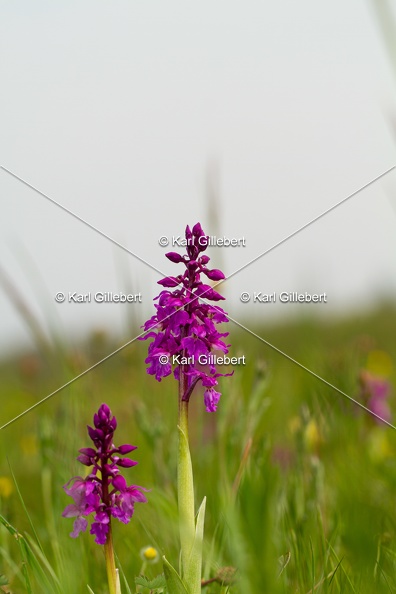 Karl-Gillebert-orchis-male-orchis-mascula-0141.jpg