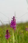 Karl-Gillebert-orchis-male-orchis-mascula-0141