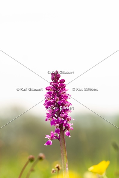 Karl-Gillebert-orchis-male-orchis-mascula-0146.jpg