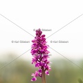 Karl-Gillebert-orchis-male-orchis-mascula-0146