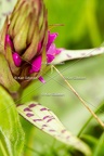 Karl-Gillebert-orchis-male-orchis-mascula-0169