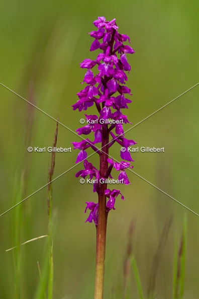Karl-Gillebert-orchis-male-orchis-mascula-2027