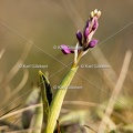 Karl-Gillebert-orchis-male-orchis-mascula-4764