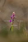 Karl-Gillebert-orchis-male-orchis-mascula-4773