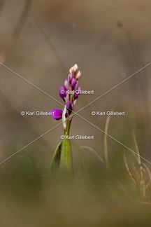 Karl-Gillebert-orchis-male-orchis-mascula-4773