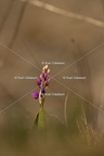 Karl-Gillebert-orchis-male-orchis-mascula-4779
