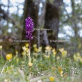 Karl-Gillebert-orchis-male-orchis-mascula-7145