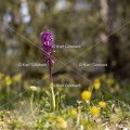 Karl-Gillebert-orchis-male-orchis-mascula-7148