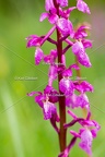 Karl-Gillebert-orchis-male-orchis-mascula-0001