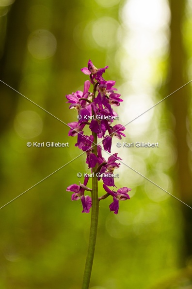 Karl-Gillebert-orchis-male-orchis-mascula-0013.jpg