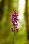 Karl-Gillebert-orchis-male-orchis-mascula-0013