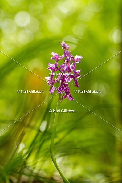 Karl-Gillebert-orchis-male-orchis-mascula-0015.jpg