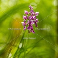Karl-Gillebert-orchis-male-orchis-mascula-0015