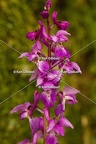 Karl-Gillebert-orchis-male-orchis-mascula-0022