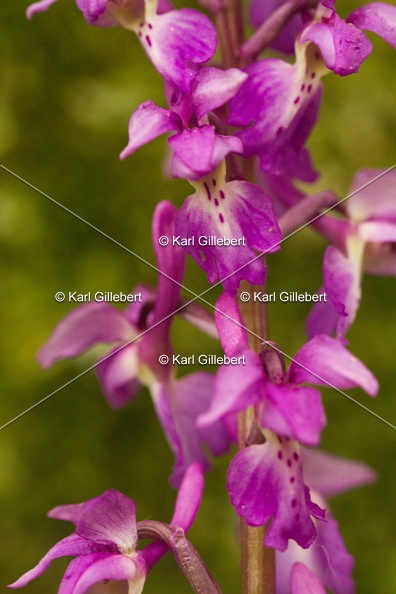 Karl-Gillebert-orchis-male-orchis-mascula-0024