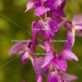 Karl-Gillebert-orchis-male-orchis-mascula-0024