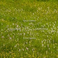Karl-Gillebert-orchis-de-mai-dactylorhiza-majalis-8743