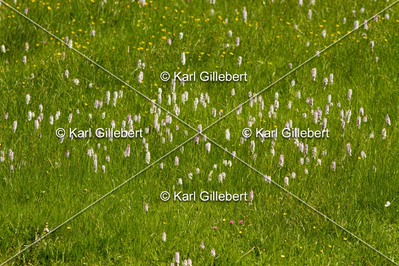 Karl-Gillebert-orchis-de-mai-dactylorhiza-majalis-8746.jpg