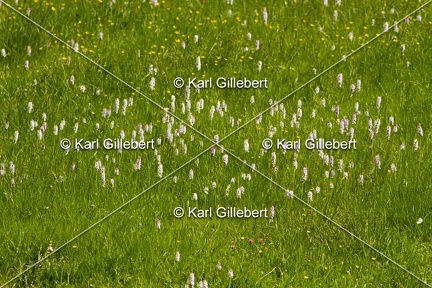 Karl-Gillebert-orchis-de-mai-dactylorhiza-majalis-8746