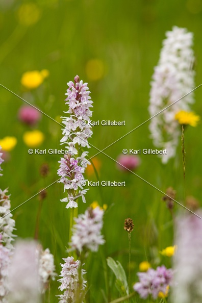 Karl-Gillebert-orchis-de-mai-dactylorhiza-majalis-8755.jpg
