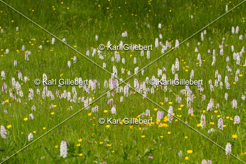 Karl-Gillebert-orchis-de-mai-dactylorhiza-majalis-8784.jpg