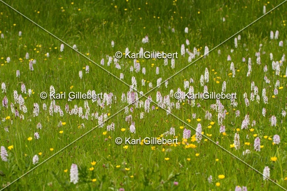 Karl-Gillebert-orchis-de-mai-dactylorhiza-majalis-8784
