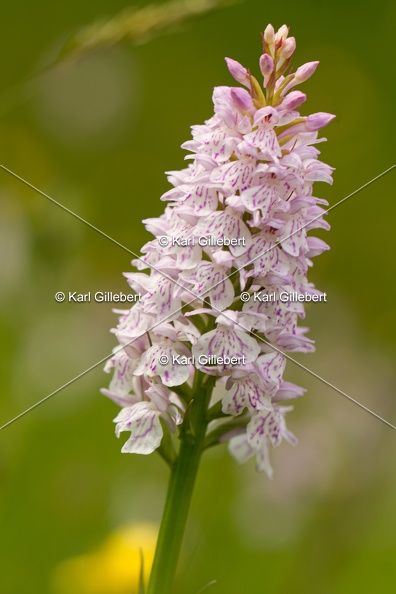 Karl-Gillebert-orchis-de-mai-dactylorhiza-majalis-8789.jpg