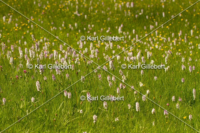 Karl-Gillebert-orchis-de-mai-dactylorhiza-majalis-8815.jpg