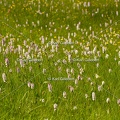 Karl-Gillebert-orchis-de-mai-dactylorhiza-majalis-8815